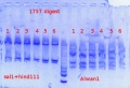 Thumbnail for version as of 14:01, 17 June 2013
