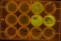 Thumbnail for version as of 22:03, 20 March 2011