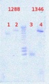 Thumbnail for version as of 16:02, 22 August 2012
