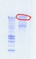 Thumbnail for version as of 16:17, 26 July 2012