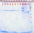 Thumbnail for version as of 16:19, 20 May 2013