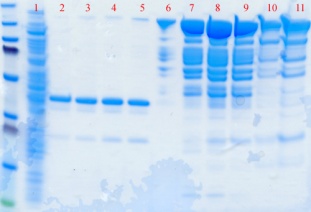 PET28b-Cre & Taq Muts--12-16-2011.jpg