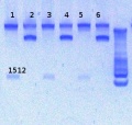 Thumbnail for version as of 15:23, 8 February 2013