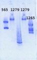 Thumbnail for version as of 09:13, 23 May 2013