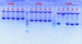 Thumbnail for version as of 14:25, 4 September 2012