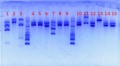 Thumbnail for version as of 14:50, 11 June 2012