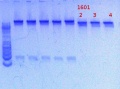 Thumbnail for version as of 15:04, 31 January 2013