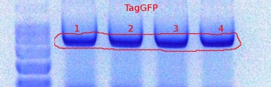382TagGFP PCR product-9-27-2011.JPG