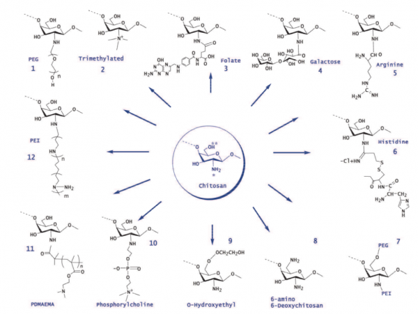 Chitosan polymers.png