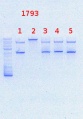 Thumbnail for version as of 09:12, 4 September 2013