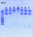 Thumbnail for version as of 12:49, 7 March 2013