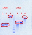 Thumbnail for version as of 11:16, 24 July 2013
