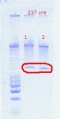 Thumbnail for version as of 12:21, 14 October 2011