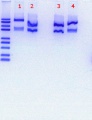 Thumbnail for version as of 17:07, 27 April 2018