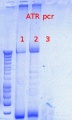 Thumbnail for version as of 14:49, 16 November 2012