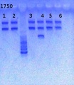 Thumbnail for version as of 09:16, 23 May 2013