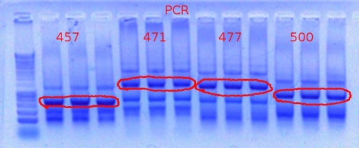 457+471+477+500 PCR 12-5-2011.JPG