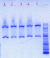 Thumbnail for version as of 13:26, 10 May 2012