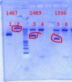 Thumbnail for version as of 09:31, 4 December 2012