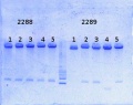 Thumbnail for version as of 17:20, 28 July 2014