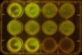 Thumbnail for version as of 10:01, 13 January 2012