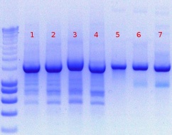 Taq 377 PCR --measure Unit-1-25-2012.JPG