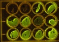 Thumbnail for version as of 19:39, 11 January 2011