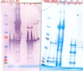 Thumbnail for version as of 13:34, 12 December 2010