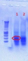 Thumbnail for version as of 14:38, 1 August 2012