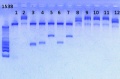 Thumbnail for version as of 17:37, 28 January 2013