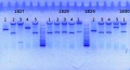 Thumbnail for version as of 09:36, 21 August 2013
