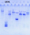 Thumbnail for version as of 09:26, 25 September 2013