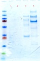 Thumbnail for version as of 10:01, 1 April 2011