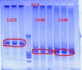 Thumbnail for version as of 13:48, 30 March 2012