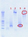 Thumbnail for version as of 16:20, 13 August 2012