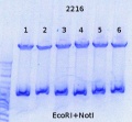 Thumbnail for version as of 16:19, 7 July 2014