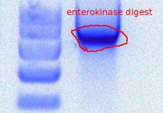 345enterokinase digest9-26-2011.JPG