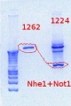Thumbnail for version as of 11:34, 11 August 2012