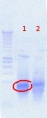Thumbnail for version as of 16:14, 17 August 2012