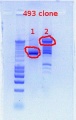 Thumbnail for version as of 17:03, 23 November 2011