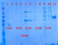 Thumbnail for version as of 15:17, 13 December 2012