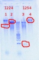 Thumbnail for version as of 10:41, 16 July 2012