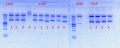 Thumbnail for version as of 08:57, 22 October 2012