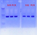 Thumbnail for version as of 15:22, 31 January 2012