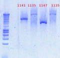 Thumbnail for version as of 16:49, 30 November 2012