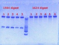 Thumbnail for version as of 14:04, 7 February 2013