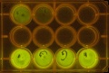 Thumbnail for version as of 10:55, 17 November 2011