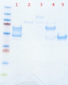 Thumbnail for version as of 10:32, 23 March 2011