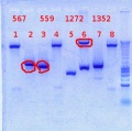 Thumbnail for version as of 13:12, 26 September 2012