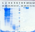 Thumbnail for version as of 12:06, 6 August 2013